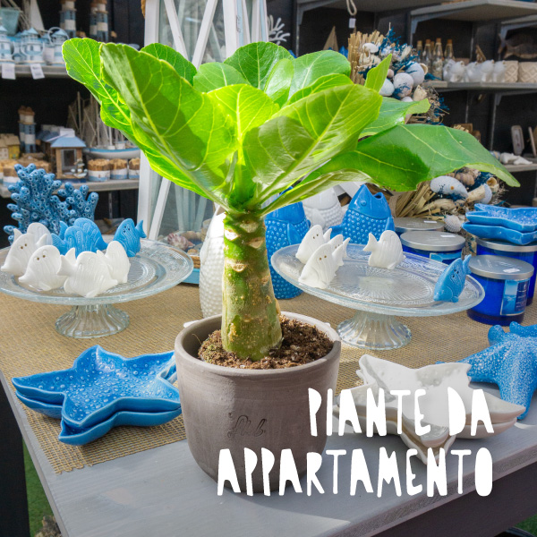 bonsai online